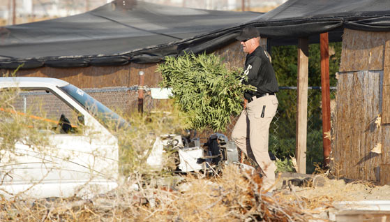 TWO ARRESTED AT ILLEGAL MARIJUANA GROW
