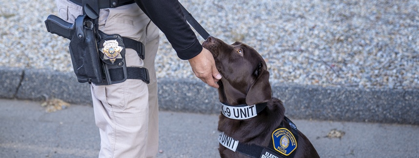 Electronic scent detection canine joins DA's Bureau of Investigation