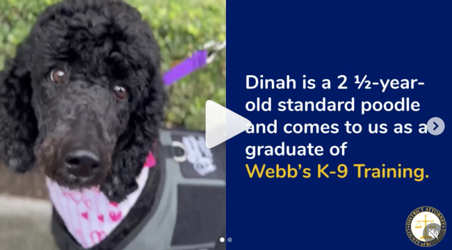 dog, Dinah, service dog